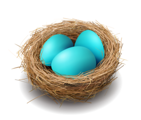 Easter blue eggs in a nest.
