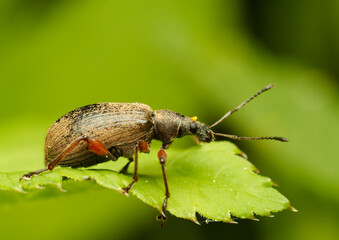 Clouse-Up of bug, insect - green blury background