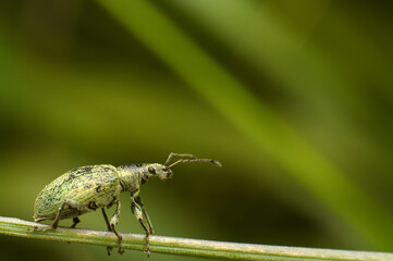 Clouse-Up of Plum Curculio insect - green blury background - obrazy, fototapety, plakaty
