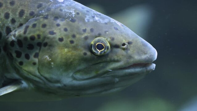 Close up of trout head floating underwater.