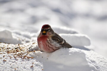 A sizerin in winter, Sainte-Apolline, Québec ,Canada