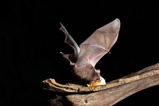 A Short-tailed Bat (Carollia Perspicillata), A Common And Widespread Fruit Bat Species In The Family Phyllostomidae. Eating Fruit In The Forest.