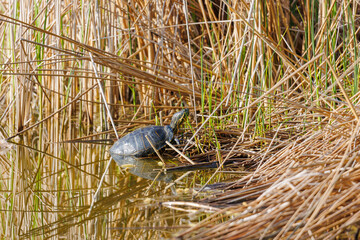 A red-cheeked slider turtle in the murky water of a pond with reed growth