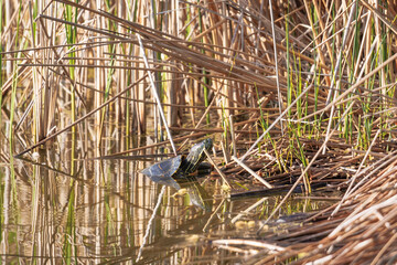 A red-cheeked slider turtle in the murky water of a pond with reed growth