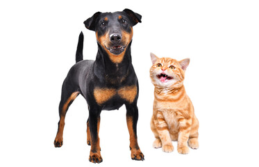 Dog of breed jagdterrier and meowing kitten scottish straight  together isolated on white background