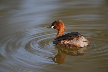 a swimming grebe in the pond