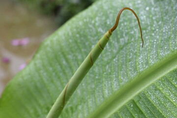 Dew drops from the morning mist clinging to green banana leaves.
