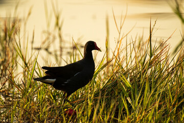 waterbird silhouette in the grass 