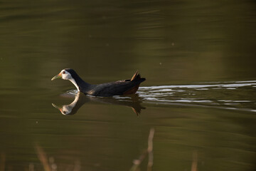 Common moorhen in the water