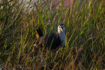 a White-breasted Waterhen hide in marsh