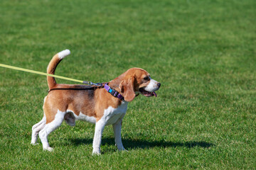 The dog breed beagle