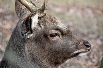 Head portrait of a young roebuck