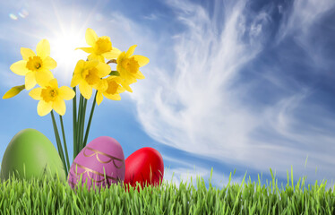 Easter eggs and daffodils in green grass under blue sky, space for text