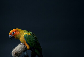 Sun conure parrot or bird Beautiful is aratinga has yellow exotic pet adorable, has a sharp dark beak, sitting on Branch made of brown rope isolated Portrait  background black background