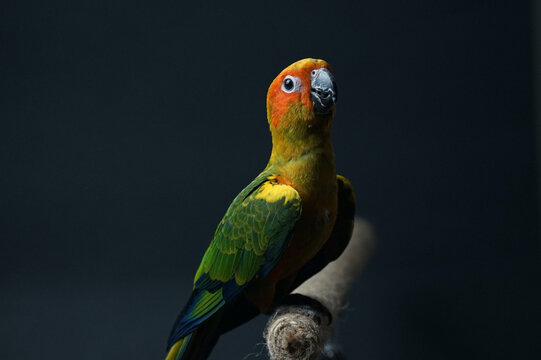 Sun conure parrot or bird Beautiful is aratinga has yellow exotic pet adorable, has a sharp dark beak, sitting on Branch made of brown rope isolated Portrait&nbsp; background black background