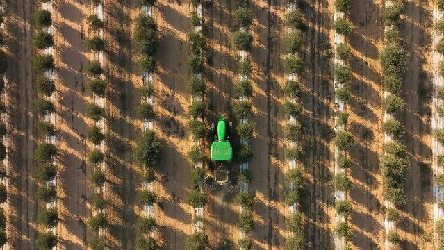 Tractor sweeping Wild Hazel Jojoba plantation, Top down view