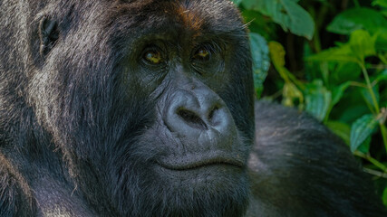 Mountain gorilla (Gorilla beringei beringei) in Virunga National Park, Democratic Republic of Congo. Silverback, the leading male, close up profile. Improved edit