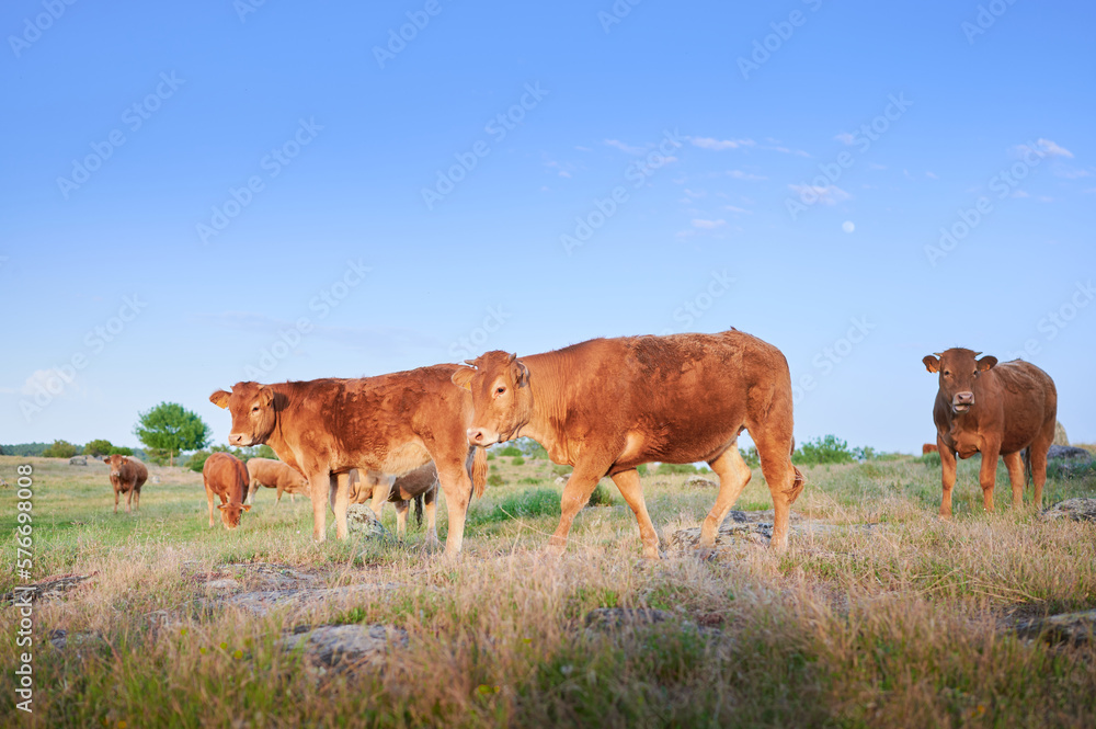 Wall mural Free range galician blond (rubia gallega) calf, widely used in the high-quality veal meat industry, grazes in a meadow surrounded by cows and other calves.