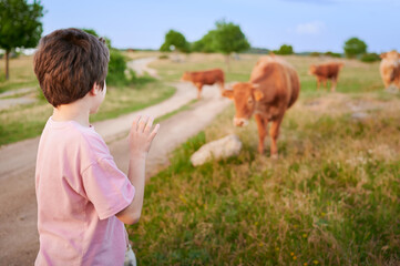 A young boy watches fascinated by the Rubia Gallega cattle grazing freely, feeding on grass in a...