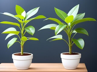 plant in pot