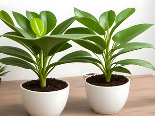 plant in a pot