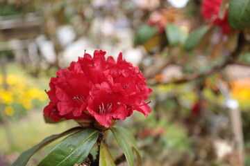 Rhododendron arboreum subsp. Closeup Rhododendron arboreum, Ericaceae. Beautiful blooming red flowers on the high mountains of northern Thailand and selective focus.