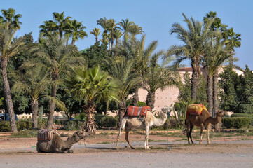 Camellos junto a un palmeral a las afueras de la ciudad de Marrakech en el sur de Marruecos.