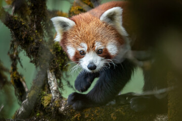 Close-up of a red panda female walking on a mossy perch of an oak nut tree