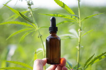 Cannabis oil and leaves in hands holding bottle over leaves of cannabis plant beautiful blurred...