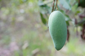 Green mango fruit hangs on tree. Seasonal and agriculture crops in Thailand. Mango can be grown at home or garden, sells at fruit markets, eat with sweet fish sauces.                          