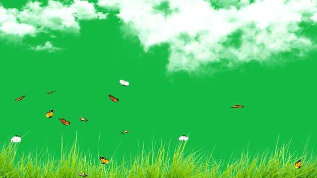 grass and butterfly on green screen background motion graphic effect.