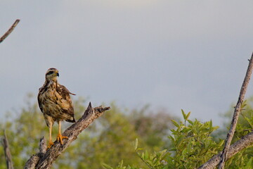 Juvenile Black Long-legged Buzzard