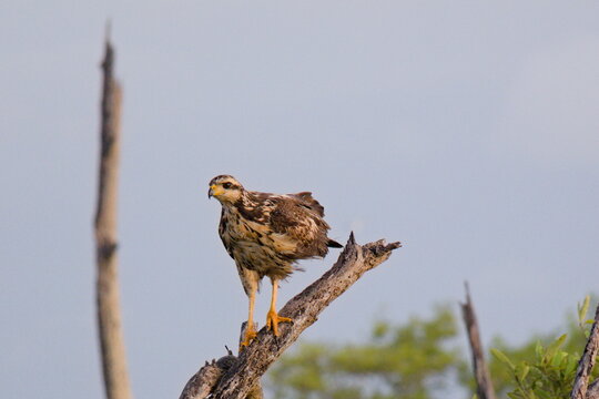 Juvenile Black Long-legged Buzzard