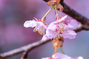 河津桜は可愛い早咲きの花