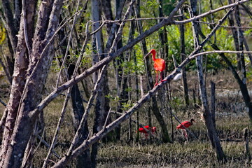 Scarlet Ibis