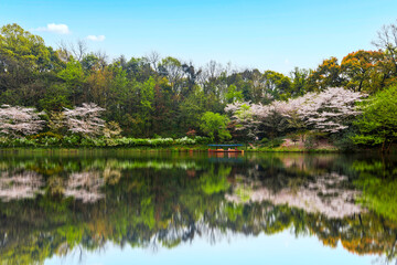 Fototapeta premiumCherry blossoms in the West Lake of Hangzhou in spring 