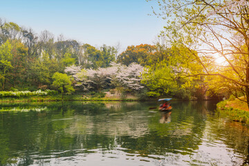 

Cherry blossoms in the West Lake of Hangzhou in spring
