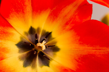 Tulip bud red and orange colors. Natural background. Macro. Copy space. Flower pistil and stamen close-up. Greeting card. Business card. Invitation postcard. International women day. Plant. Gardening