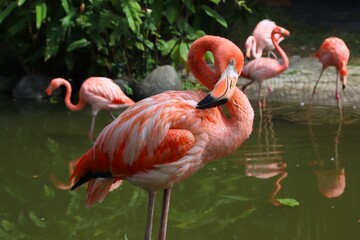 Flamingo cleaning its feathers