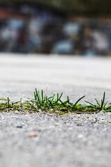 Stalks of grass grow out of asphalt