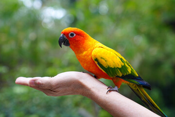 The body of the Sun Conure parrot is orange, yellow and black, small and cute.