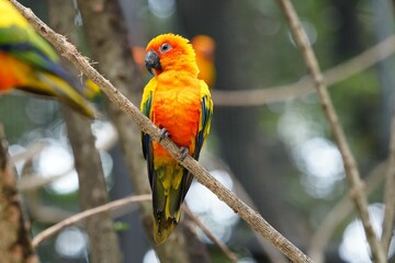 The body of the Sun Conure parrot is orange, yellow and black, small and cute.