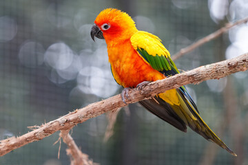 The body of the Sun Conure parrot is orange, yellow and black, small and cute.
