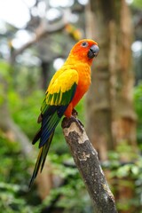 Fototapeta na wymiar The body of the Sun Conure parrot is orange, yellow and black, small and cute.