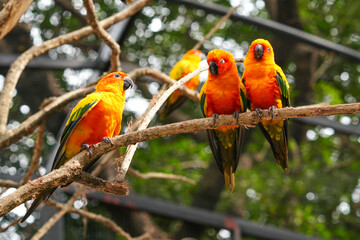 The body of the Sun Conure parrot is orange, yellow and black, small and cute.