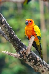 The body of the Sun Conure parrot is orange, yellow and black, small and cute.