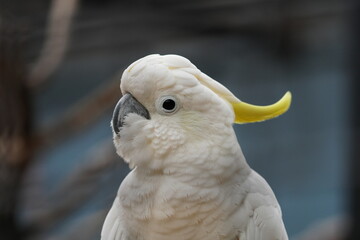 Fototapeta premium Yellow-crested Great Cockatoo with white body