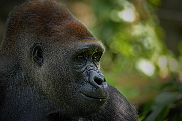 Obraz premium portrait of gorilla