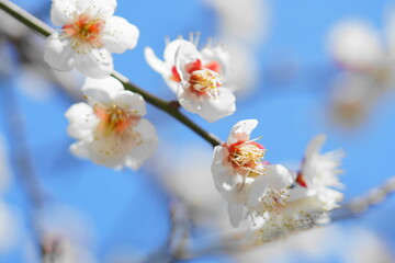 豊後梅の花
