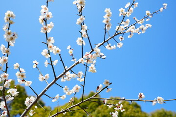 豊後梅の花
